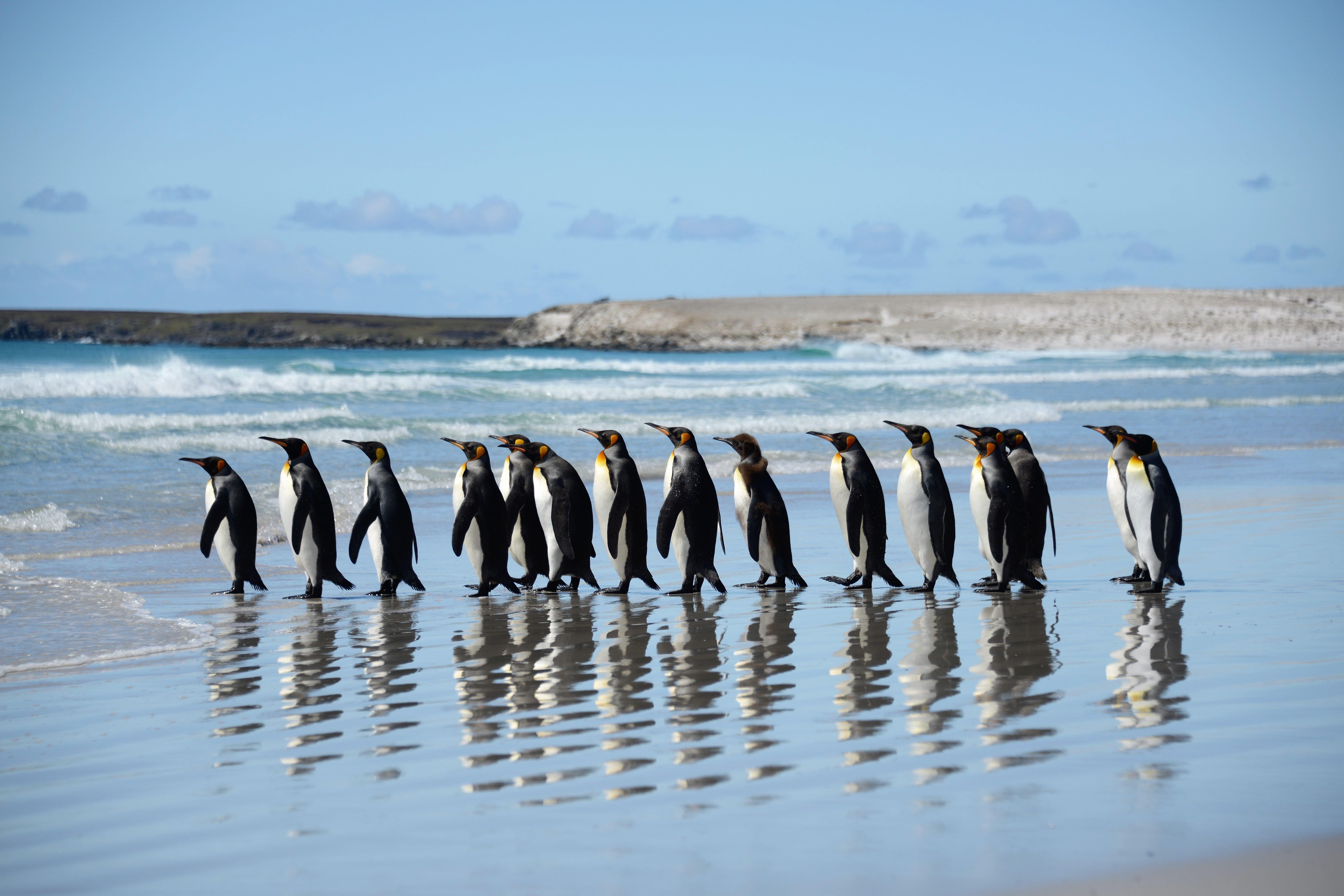 Penguins Parade At Phillip Island