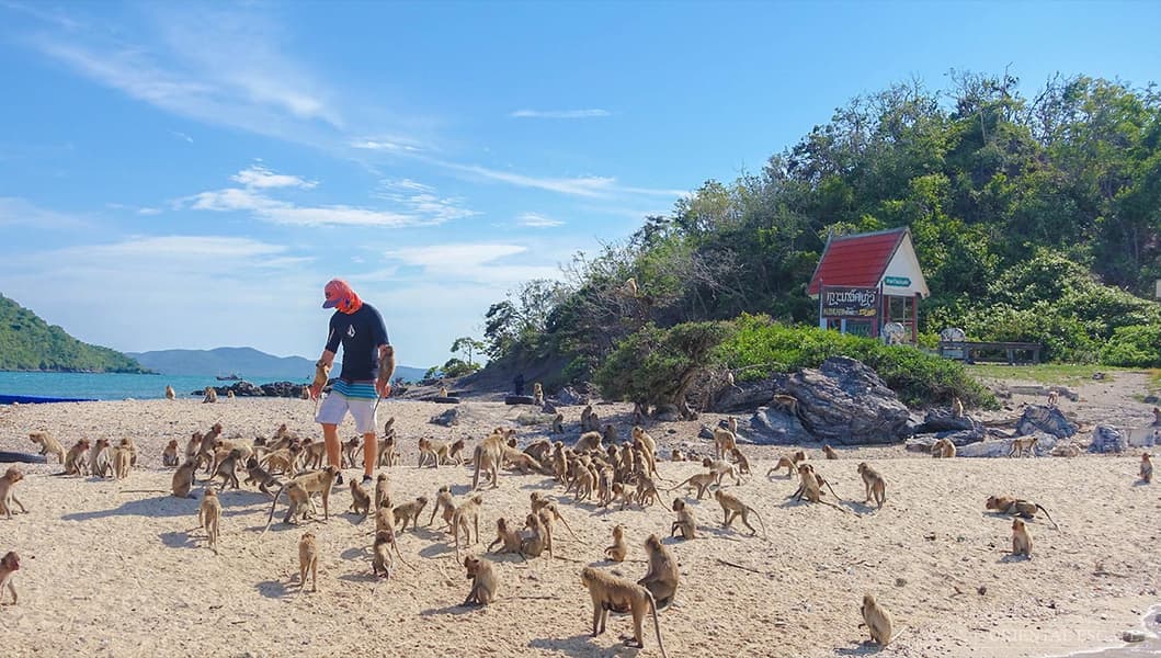 Monkey Island Tour From Pattaya with VIP Boat Trip Image