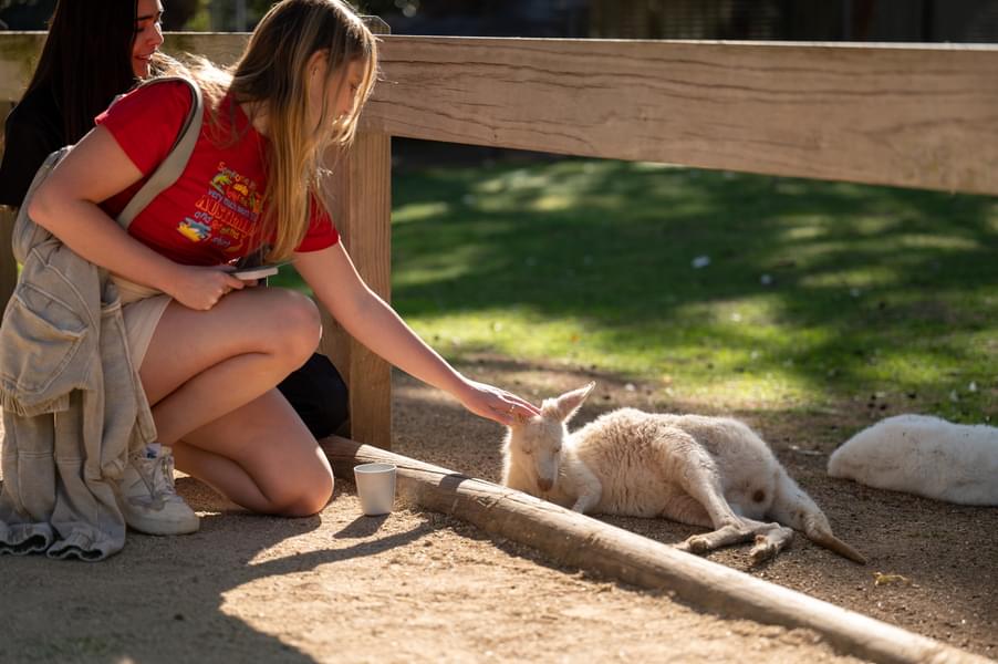 Featherdale Sydney Wildlife Park Tickets Image