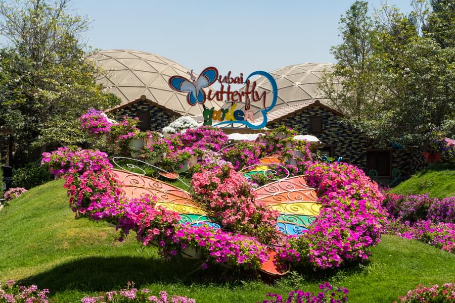 Dubai Butterfly  garden
