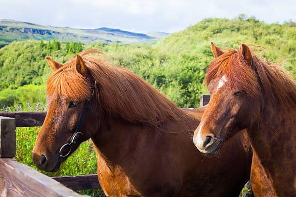 Icelandic Horseback Riding Tour