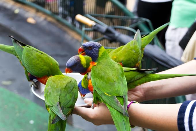 Currumbin Wildlife Sanctuary