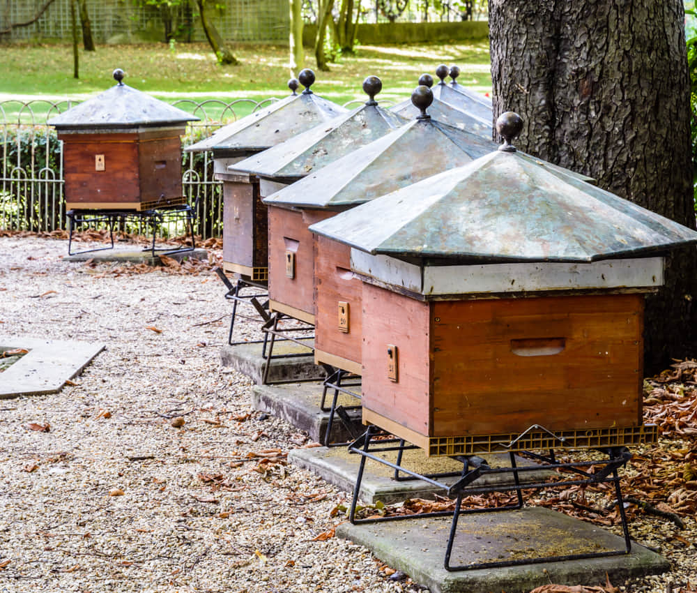 Apiary