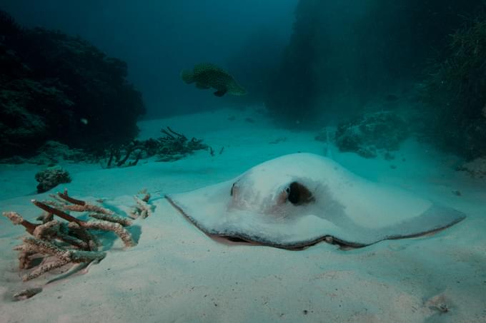 Bull Rays