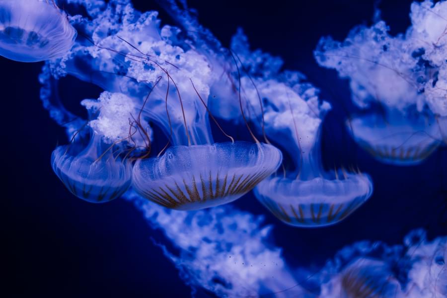 Get a few glimpeses of the marine life in Palma Aquarium