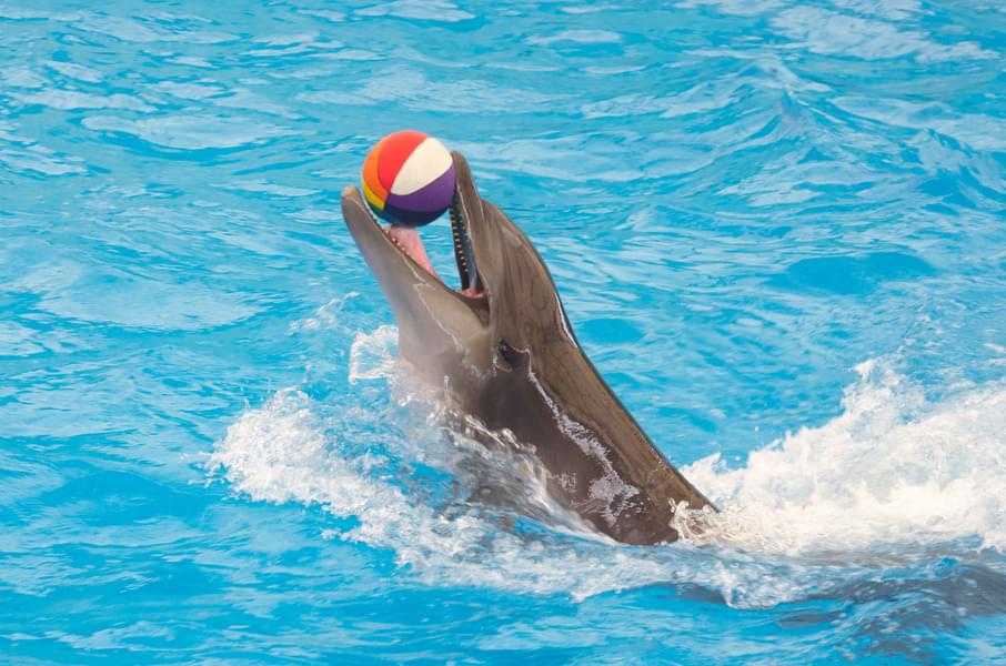 Dolphin Show Dubai
