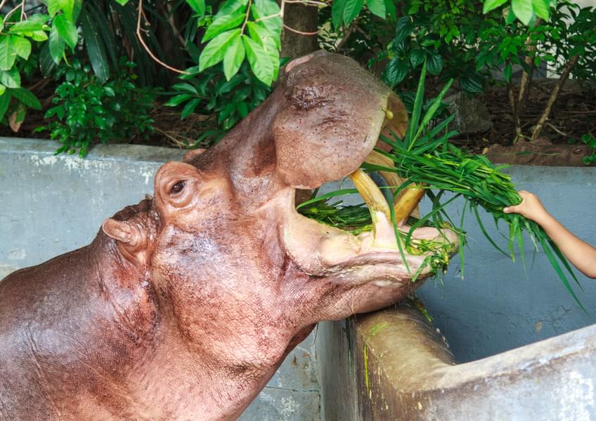 Hippo Feeding at Emirates Park Zoo