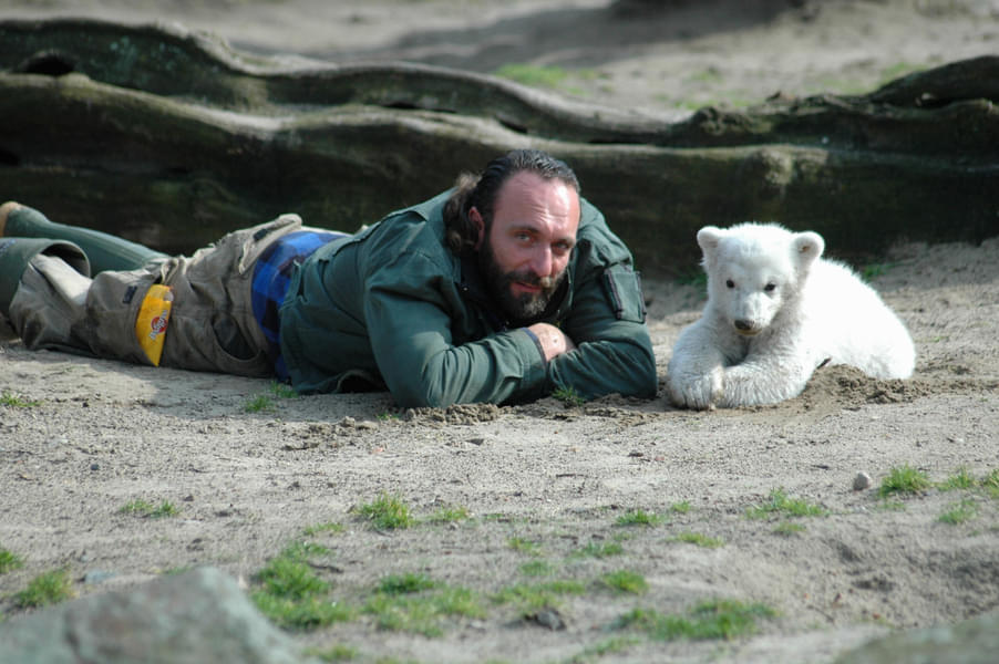 Know about the cute polar bear "Knut"