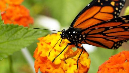 Butterfly at Bronx Zoo