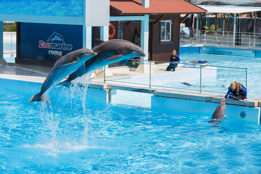 Do not miss the amazing Dolphin Show