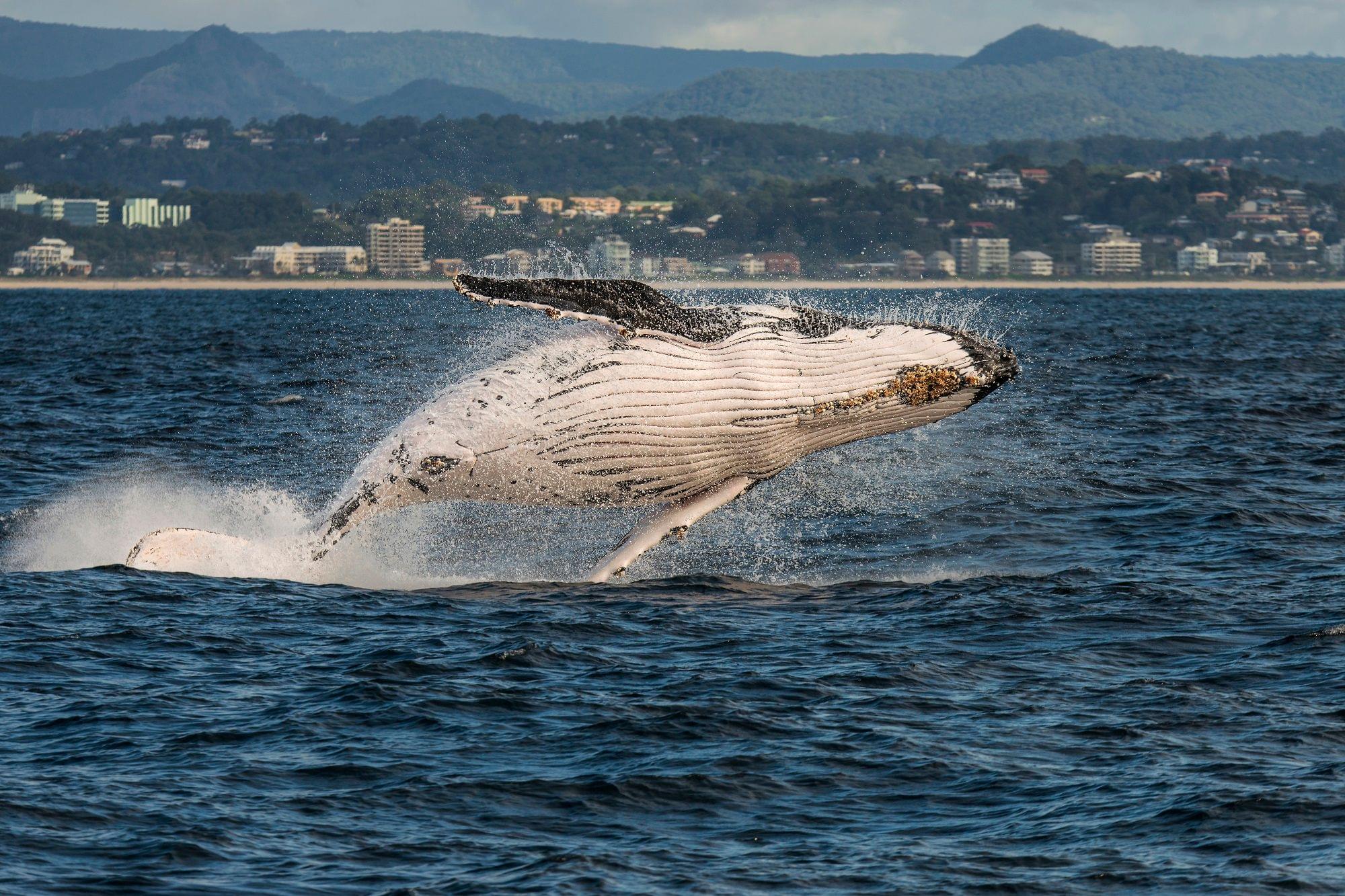 Pacific Coast Whale Watching