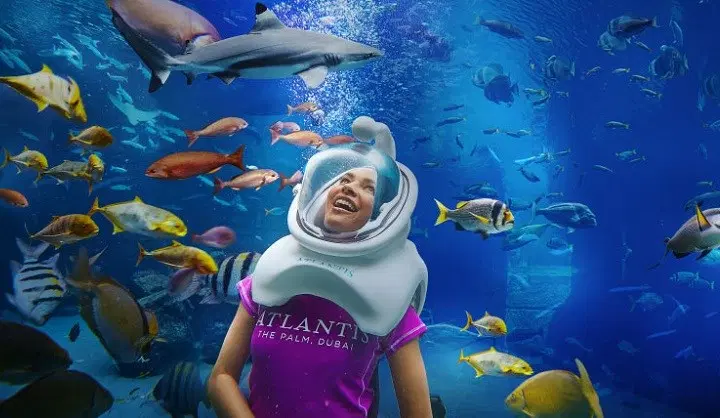 Dolphin Island Singapore