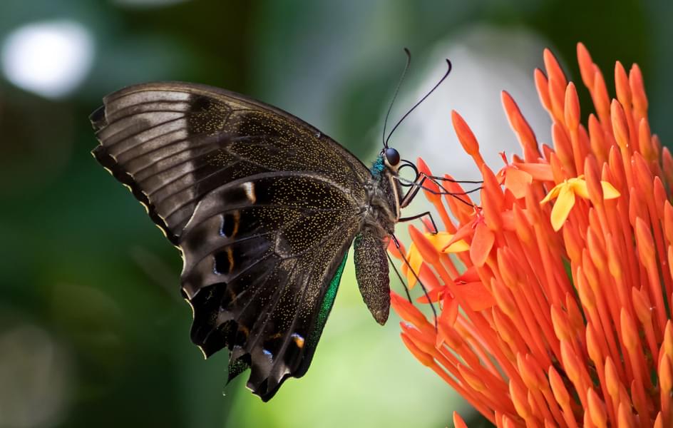 Butterflygardendubai