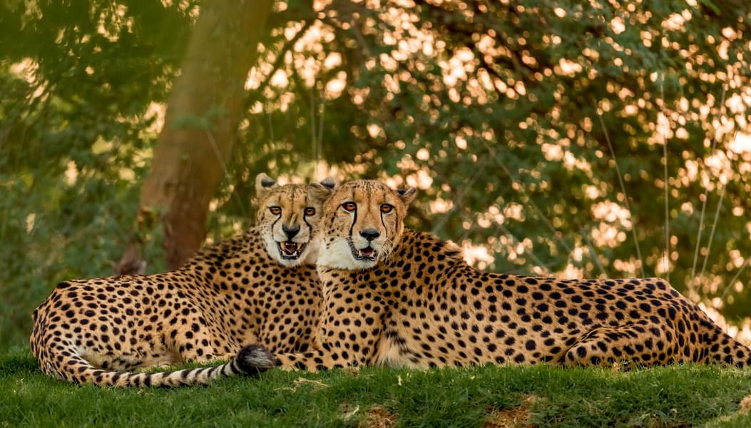 Leopards at Emirates Park Zoo
