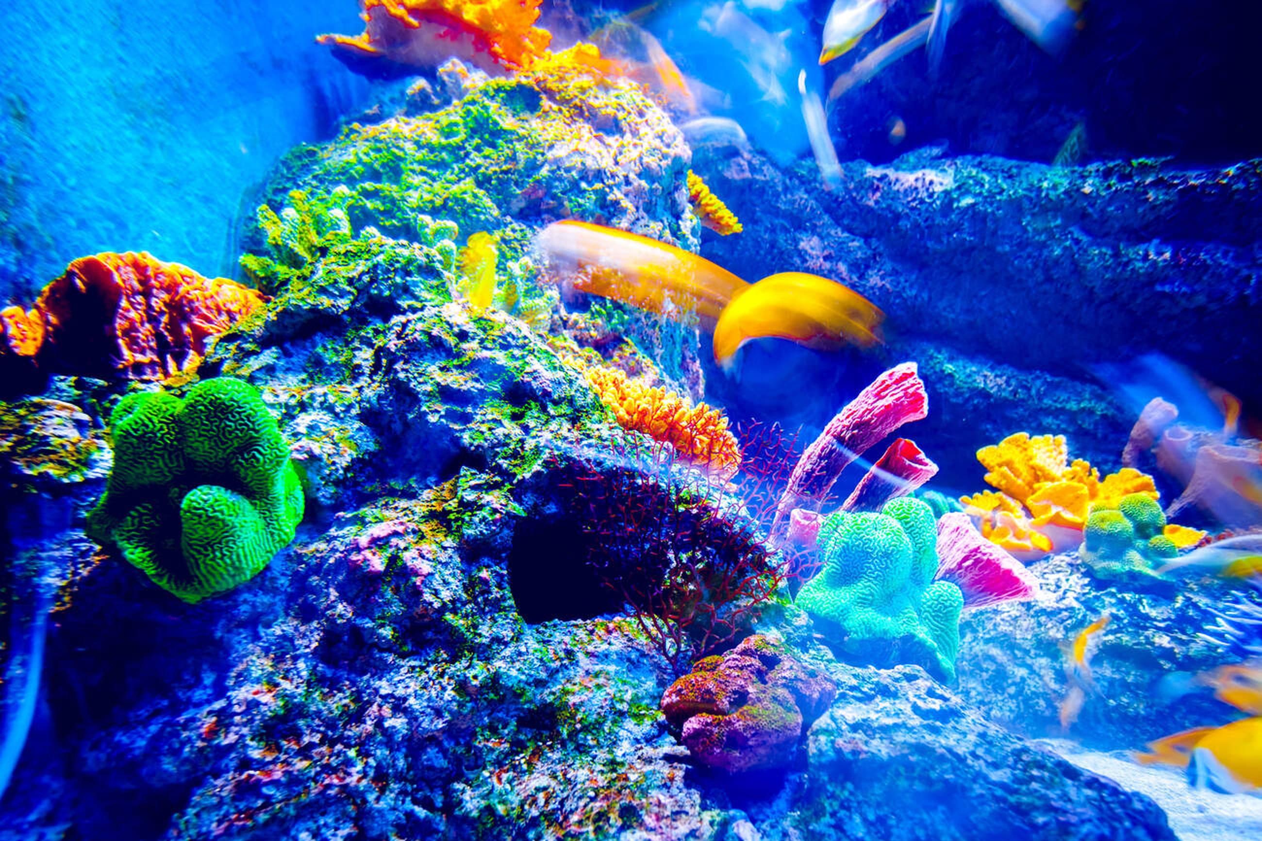 Inside S.E.A Aquarium 