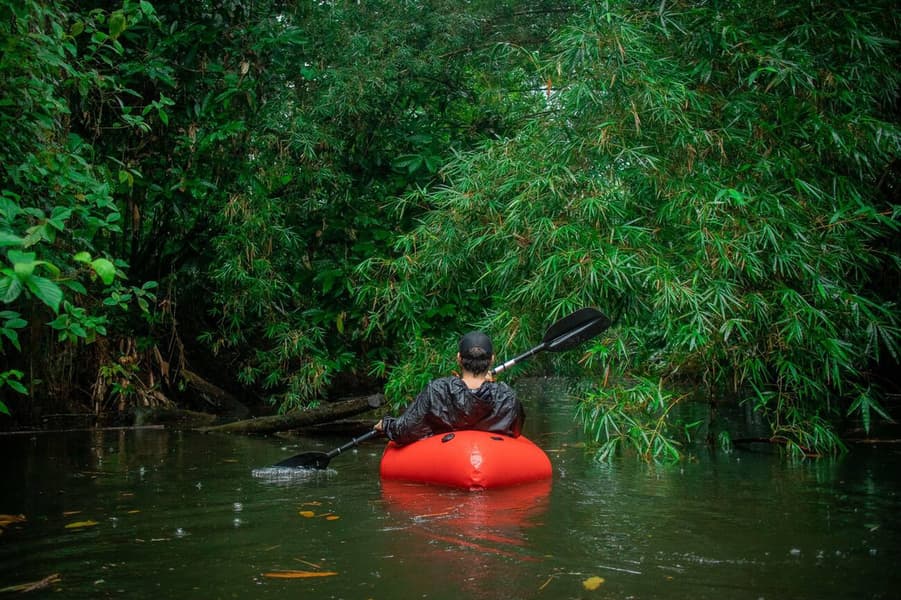Kayaking in Mangroves Forest Image