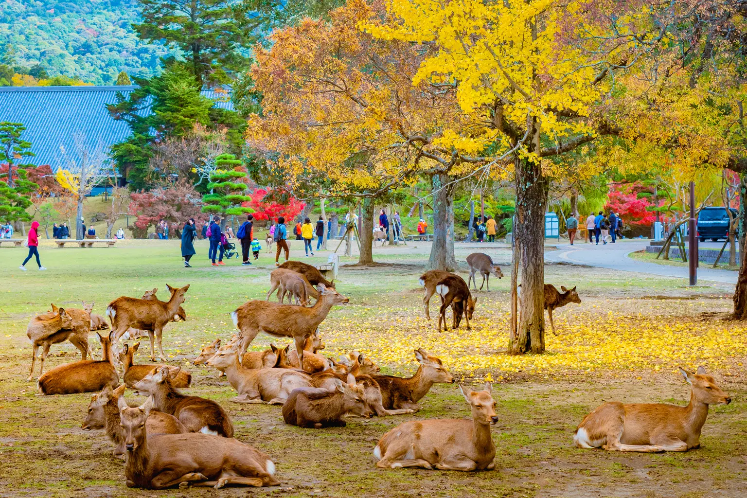 Nara Park, <em>Japan</em>