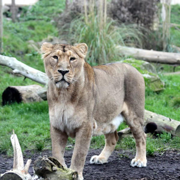 Snap some pictures of Asiatic Lion