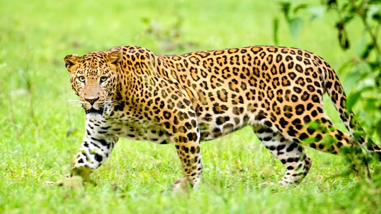 Jungle Safari