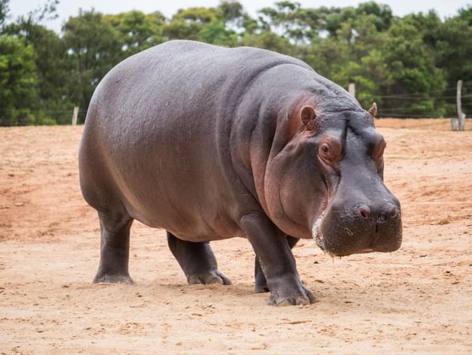 Hippo