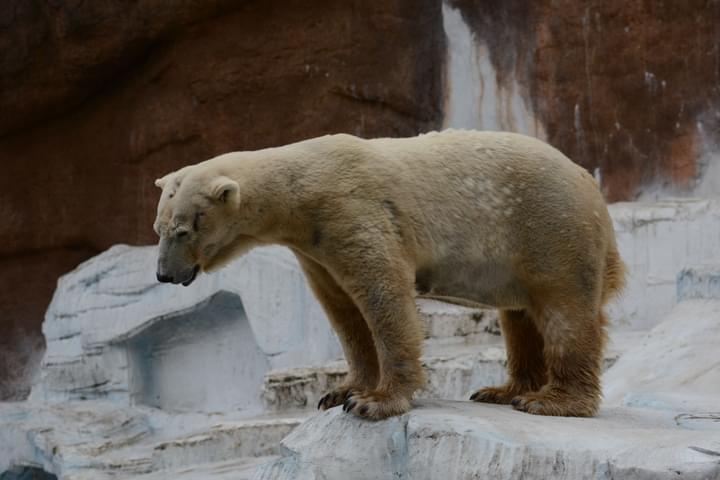 Polar Bear in Zoologico Guadalajara