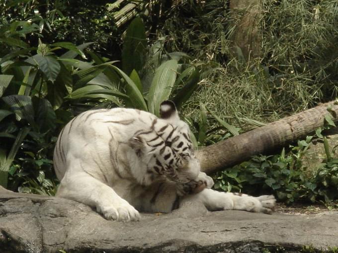 Singapore Zoo