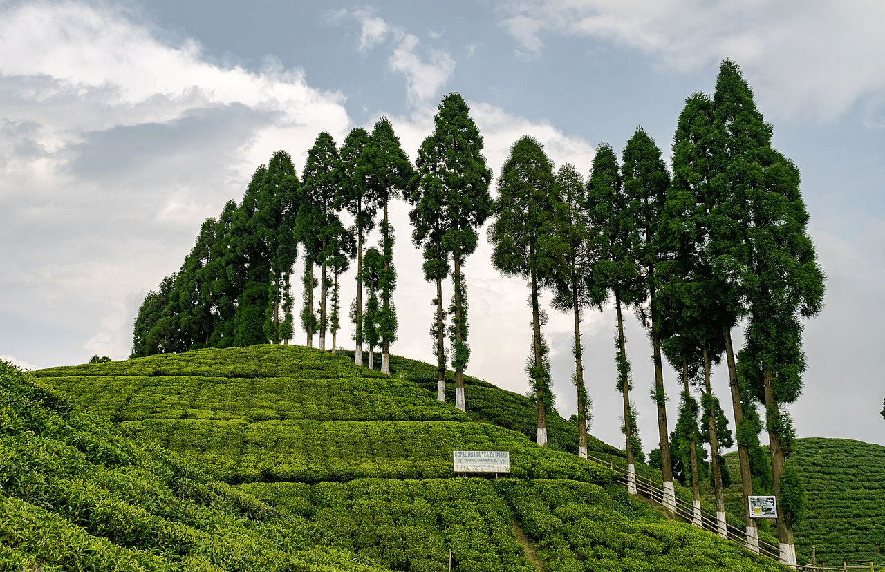 Gopaldhara Tea Estate Overview