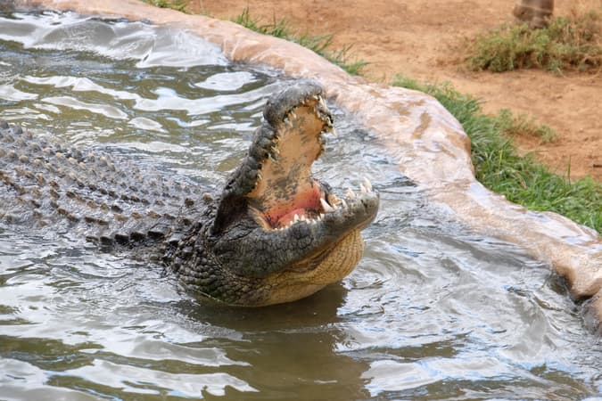 Cocodrilo Park Gran Canaria