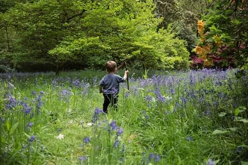 Iris Garden