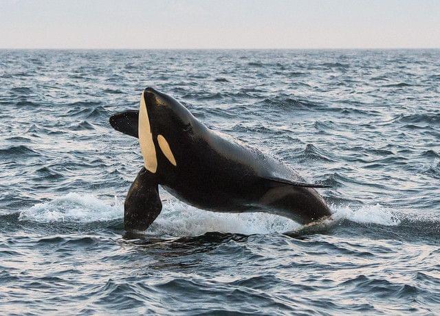 Whale at Vancouver Island