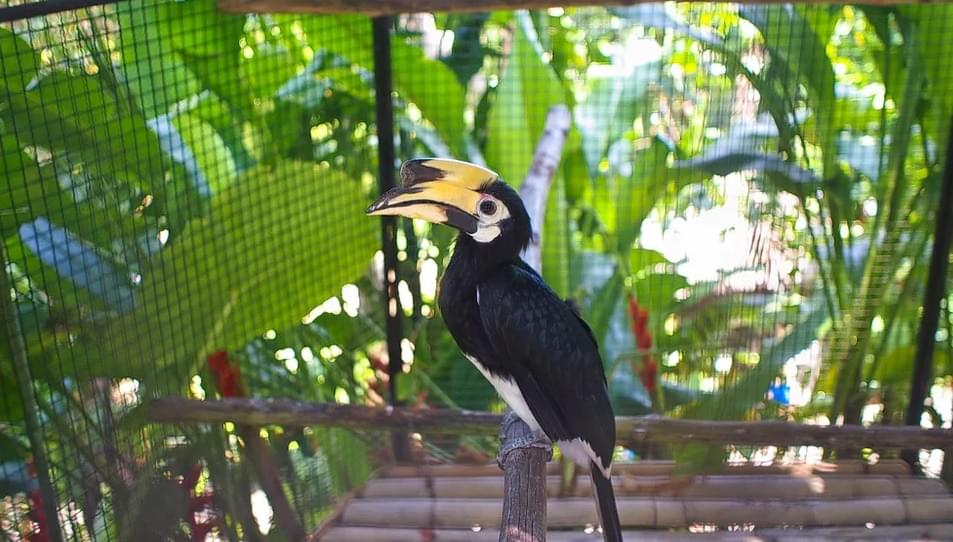 Get a chance to see Hornbill