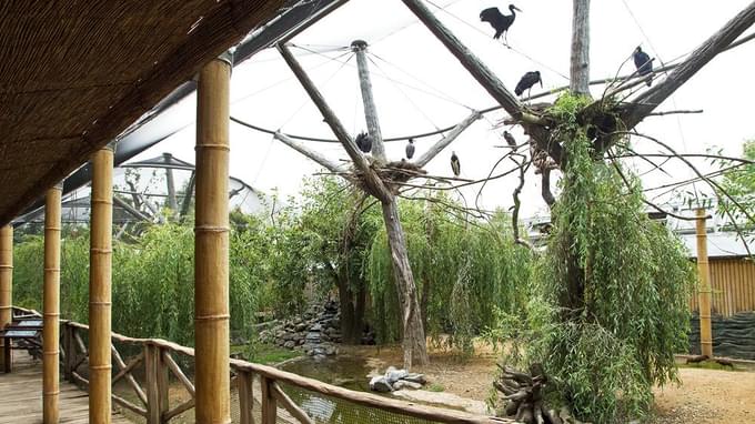 Birds of Prey in Prague Zoo