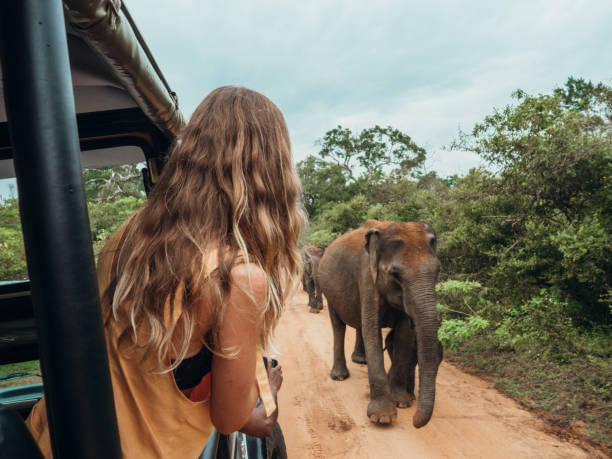 Safari Journey