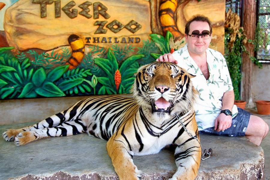 Pose with tigers