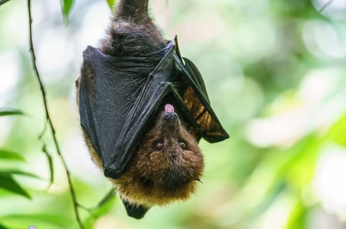 Rodrigues Flying Fox in Brookfield Zoo