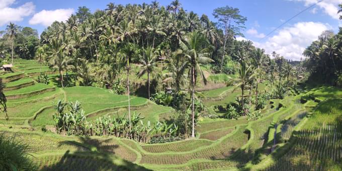 Tegallalang Rice Terraces