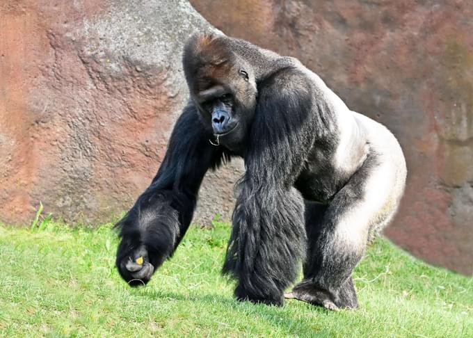 Western Lowland Gorilla