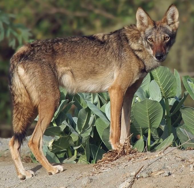 Kafue Bush Horizon Safaris