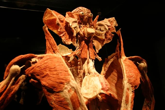 Human Bodies Exhibition