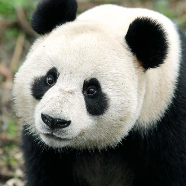 giant-panda-1X1.webp