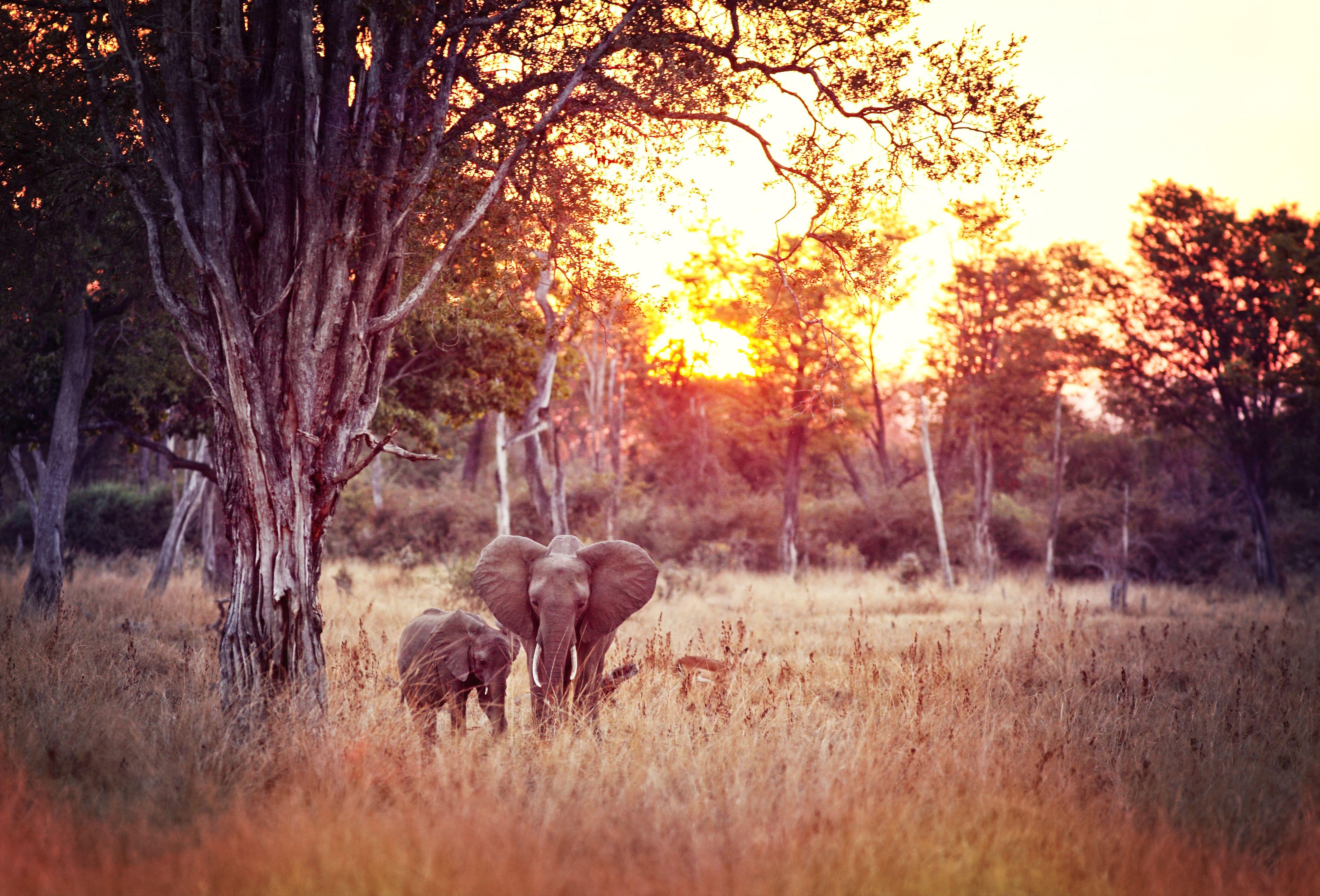 South Luangwa National Park