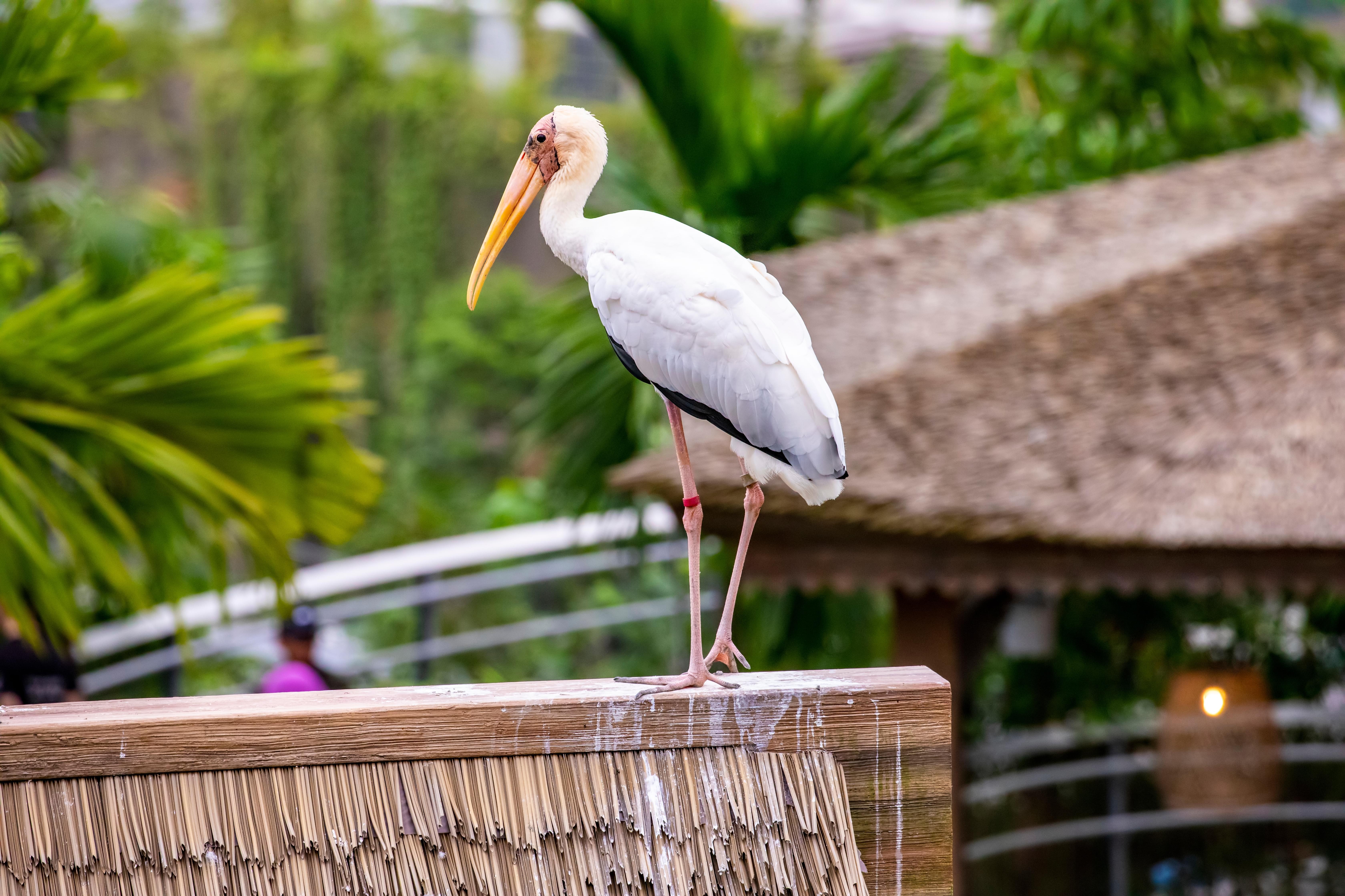 singapore bird paradise