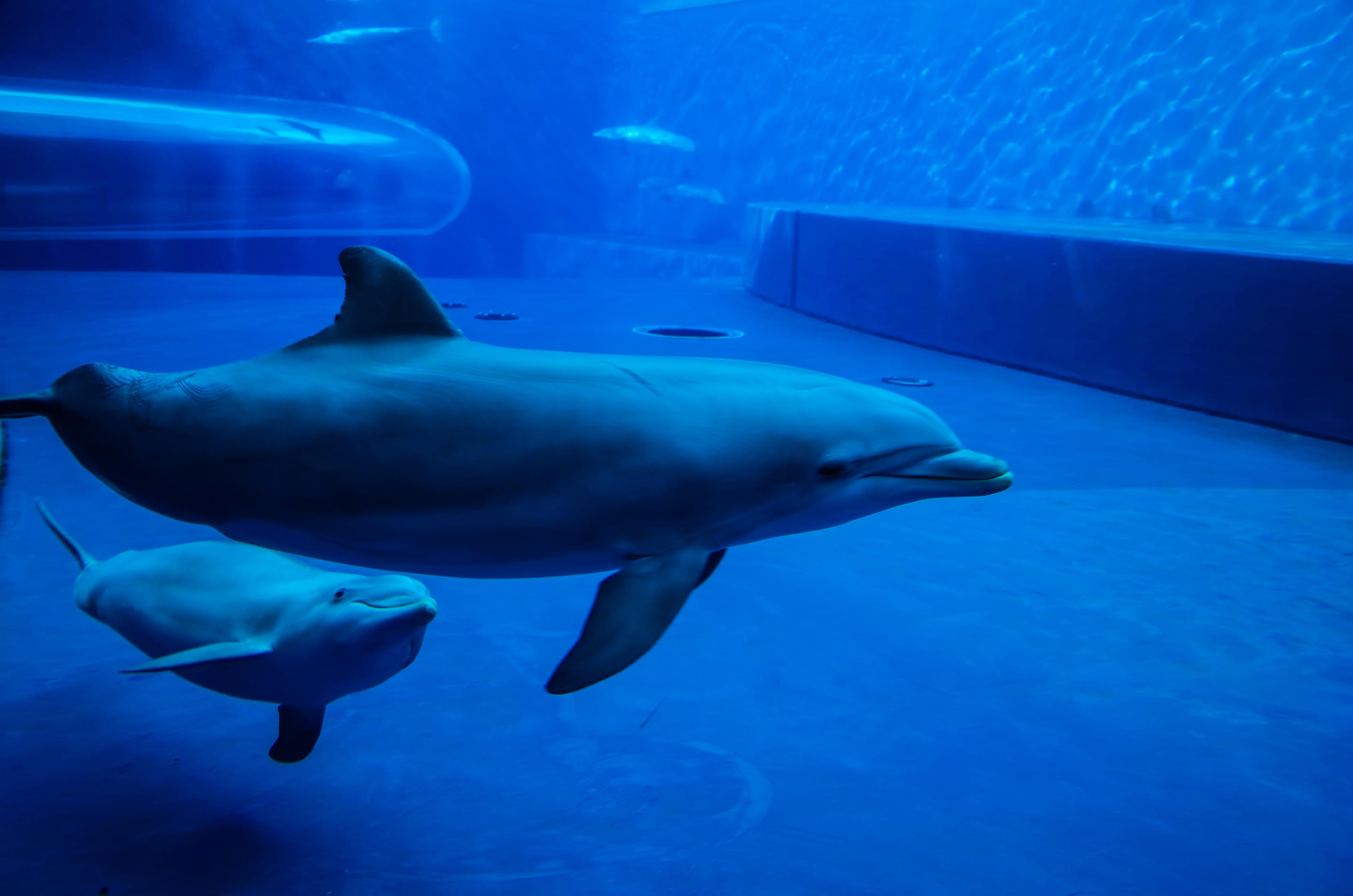 Aquarium of Genoa Overview