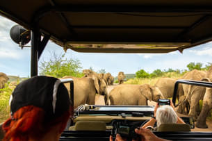 Morning Game Drive at Pilanesberg National Park