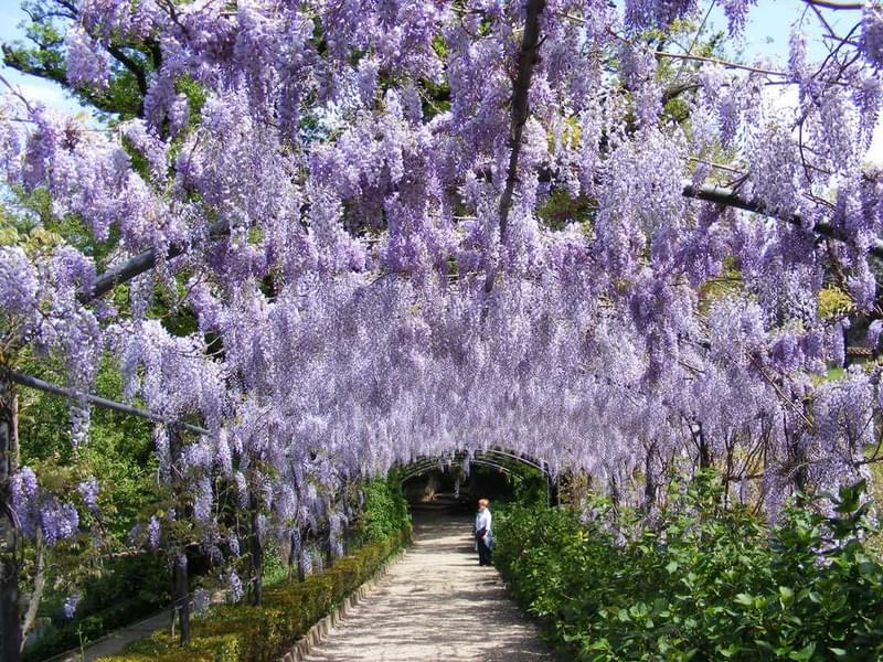 Smell the blooming flowers in the spring season at Boboli garden