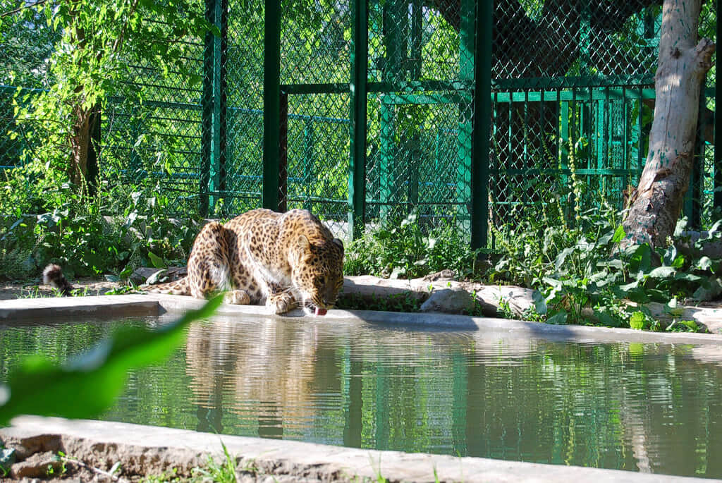 Jaipur Zoo, <em>Jaipur</em>
