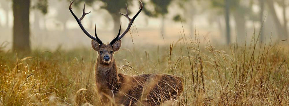 Kanha To Pench Tour From Nagpur Image