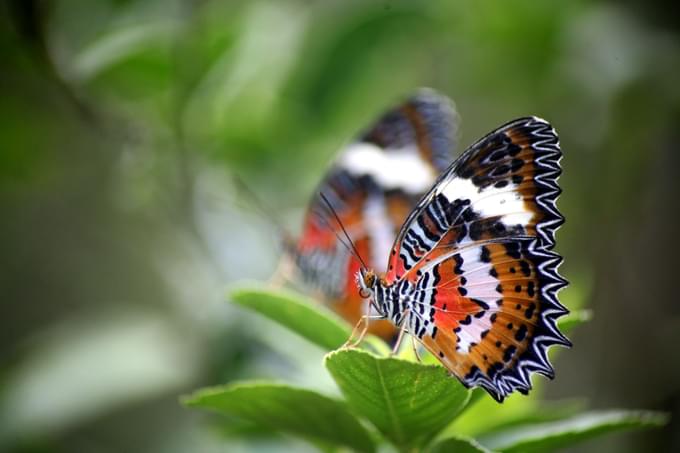 Kemenuh Butterfly Park