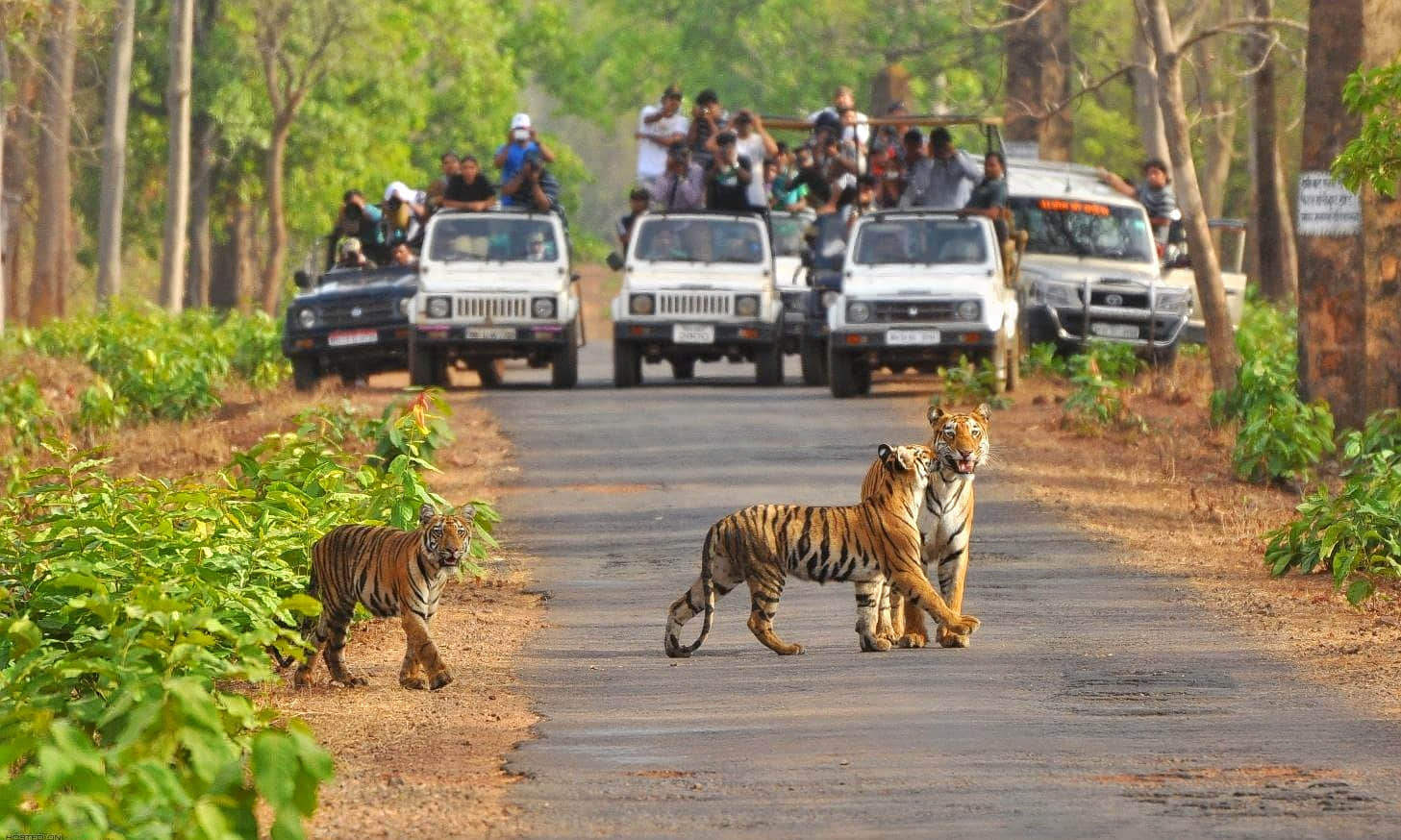 Manali Wildlife Sanctuary, <em>Manali</em>