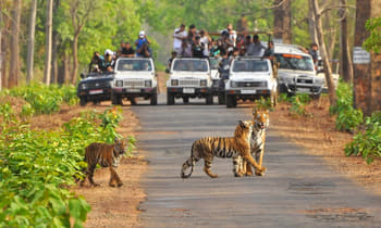 H2ctsxjasubxddayum9zsugkgp03 tadoba tiger cub